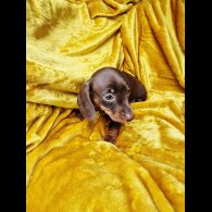 Dachshund (Miniature Smooth Haired)