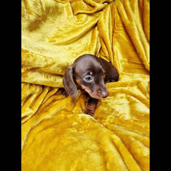 Dachshund (Miniature Smooth Haired)