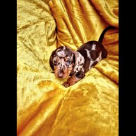 Dachshund (Miniature Smooth Haired)