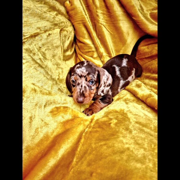 Dachshund (Miniature Smooth Haired)