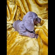 Dachshund (Miniature Smooth Haired)