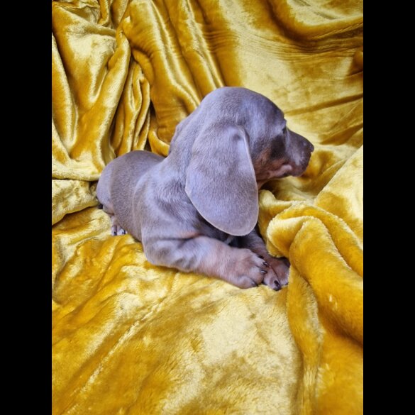 Dachshund (Miniature Smooth Haired)