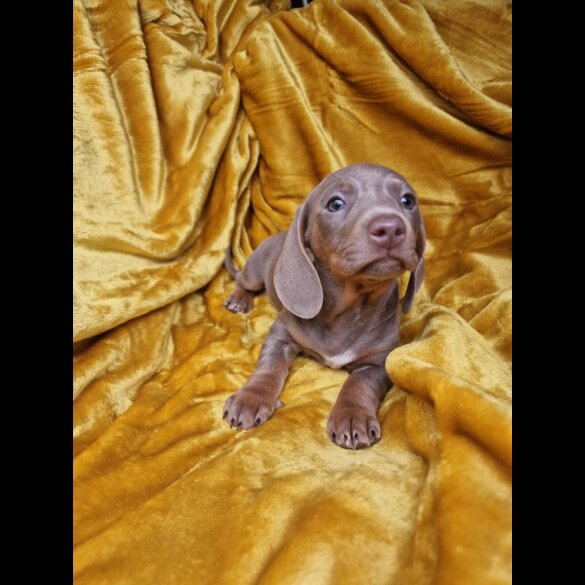 Dachshund (Miniature Smooth Haired)