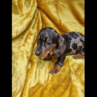Dachshund (Miniature Smooth Haired)