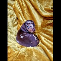 Dachshund (Miniature Smooth Haired)