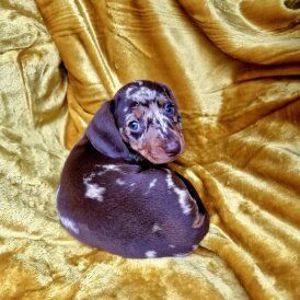 Dachshund (Miniature Smooth Haired)