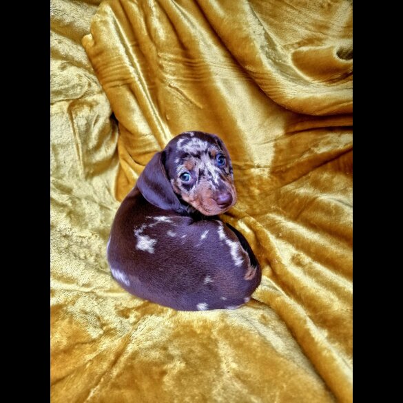 Dachshund (Miniature Smooth Haired)