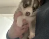 Pomsky