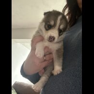 Pomsky