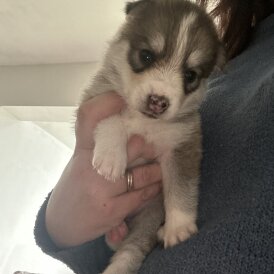 Pomsky