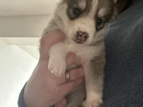 Pomsky