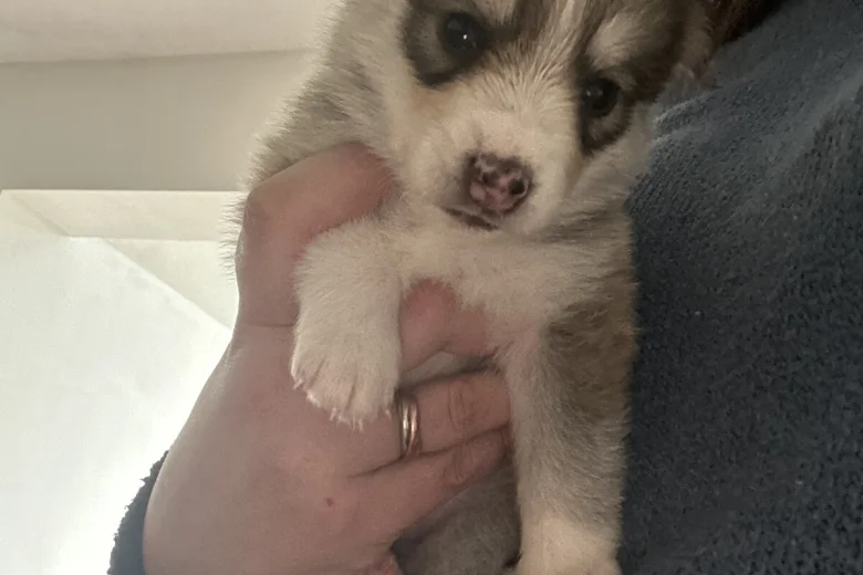 Pomsky