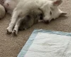 Pomsky