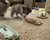 Pomsky