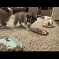 Pomsky