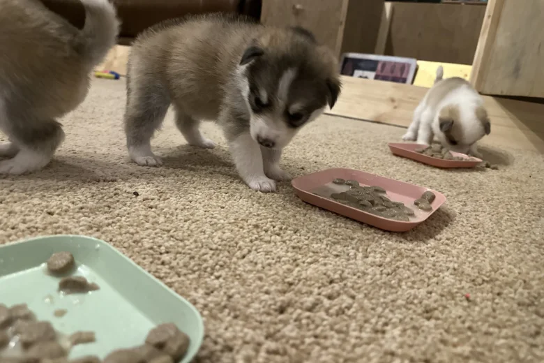 Pomsky