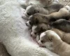 Pomsky