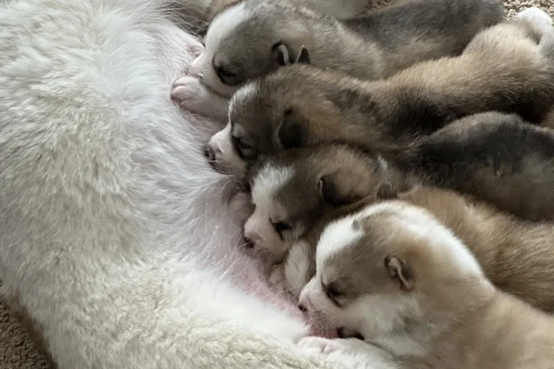 Pomsky