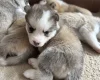 Pomsky