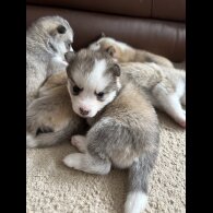 Pomsky