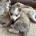 Pomsky