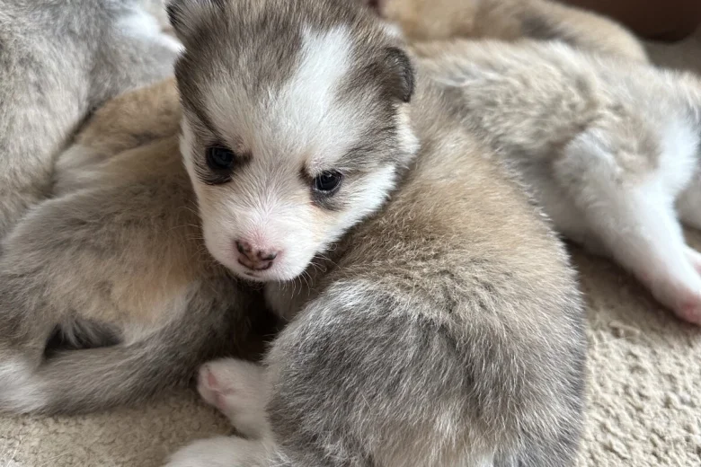 Pomsky