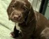Sprocker Spaniel
