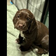 Sprocker Spaniel