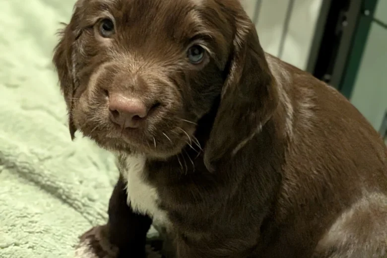 Sprocker Spaniel