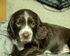Sprocker Spaniel
