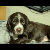 Sprocker Spaniel