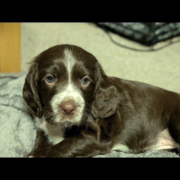Sprocker Spaniel