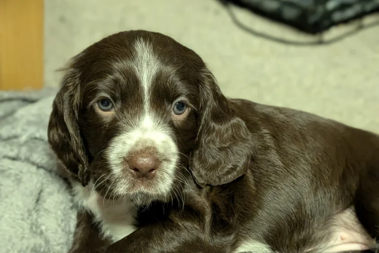 Sprocker Spaniel