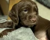 Sprocker Spaniel