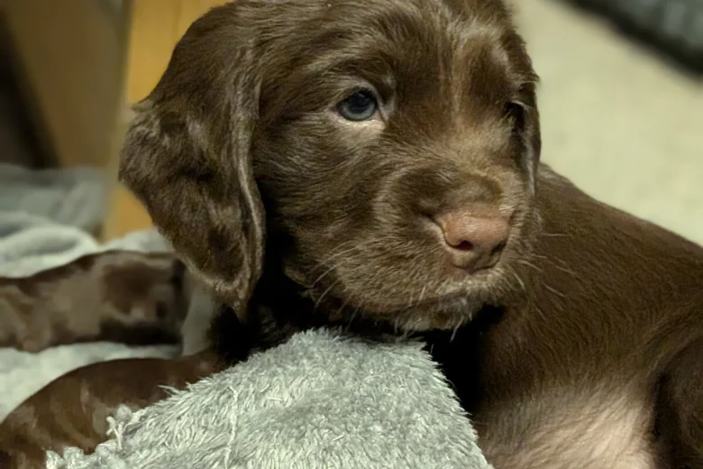 Sprocker Spaniel