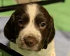 Sprocker Spaniel
