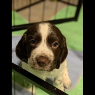 Sprocker Spaniel