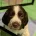 Sprocker Spaniel