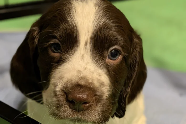Sprocker Spaniel