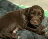 Sprocker Spaniel