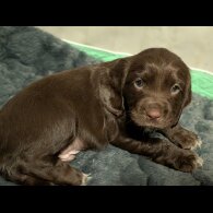 Sprocker Spaniel