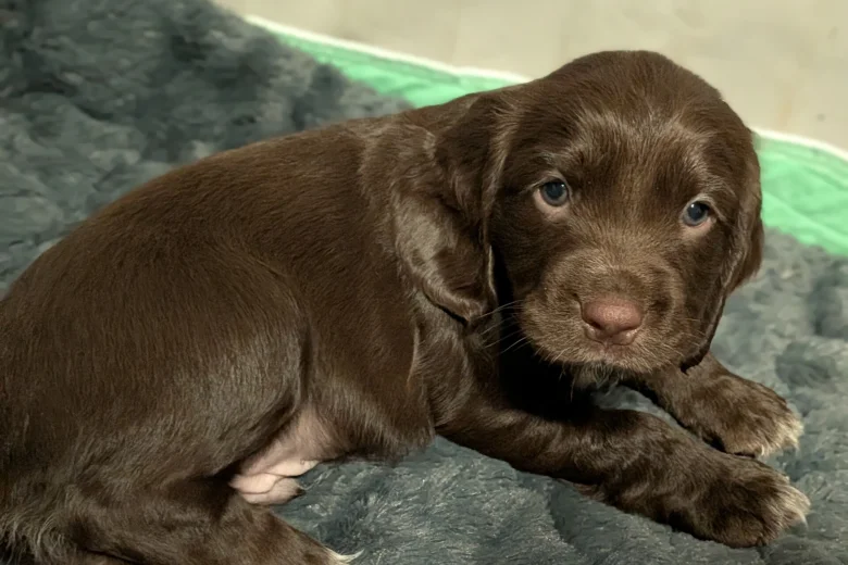 Sprocker Spaniel