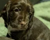 Sprocker Spaniel