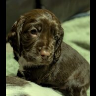 Sprocker Spaniel