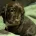 Sprocker Spaniel