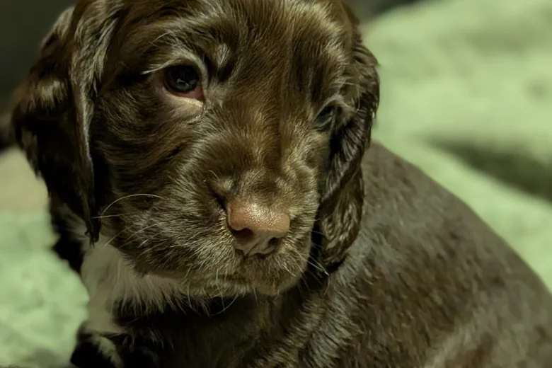 Sprocker Spaniel