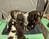 Sprocker Spaniel