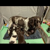Sprocker Spaniel