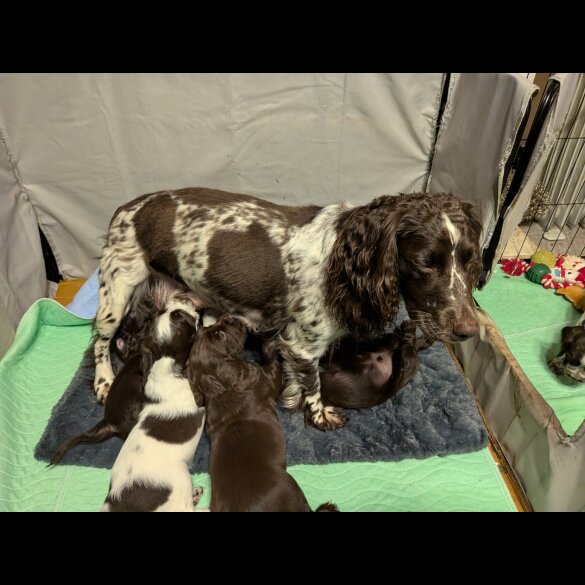 Sprocker Spaniel