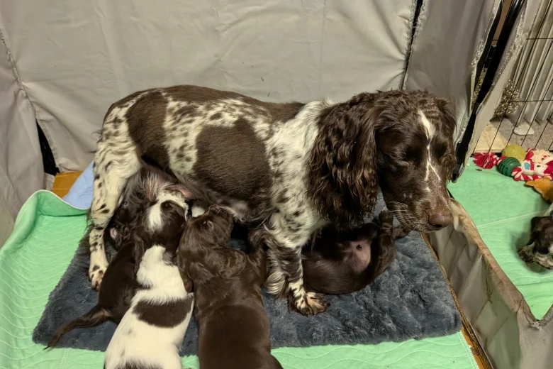 Sprocker Spaniel